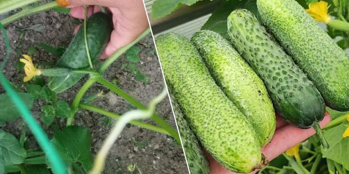 Agurkai augs lygūs, ne kreivi: viena trąša po žydėjimo gali nulemti visą derlių