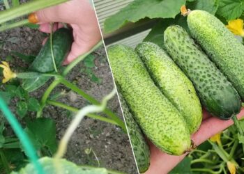 Agurkai augs lygūs, ne kreivi: viena trąša po žydėjimo gali nulemti visą derlių