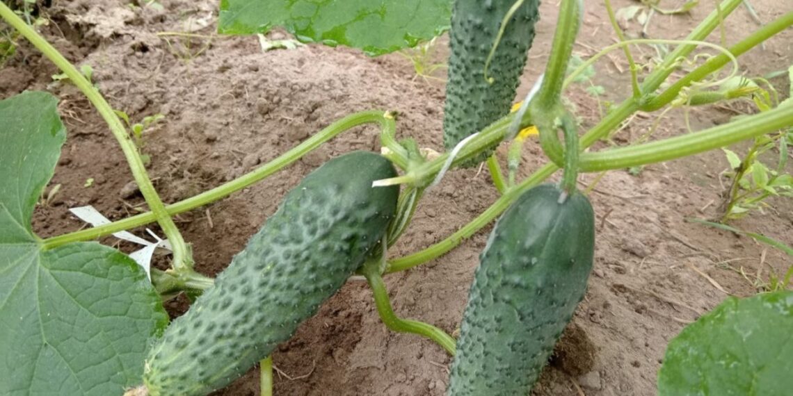 Pamirškite karčius agurkus: ši nebrangi trąša užtikrins gausų derlių