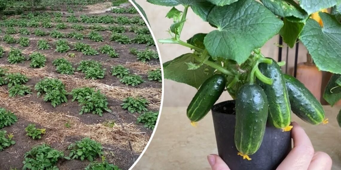 Agurkai nedygsta? Šis paprastas žingsnis su sėklomis gali pakeisti viską