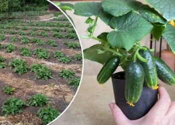 Agurkai nedygsta? Šis paprastas žingsnis su sėklomis gali pakeisti viską