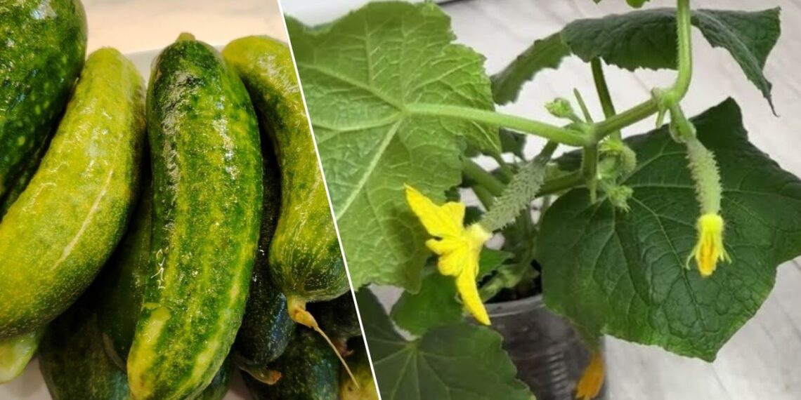 Agurkų daigai nustojo augti? Šis paprastas rytinis triukas gali juos atgaivinti