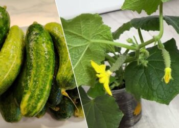 Agurkų daigai nustojo augti? Šis paprastas rytinis triukas gali juos atgaivinti