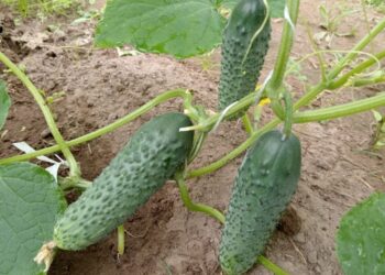 Agurkus renka kibirais: sodininkai atskleidė trąšą, kuri spartina derlių