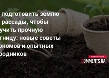 Agronomai atskleidė triuką: taip paruošta žemė gali padėti agurkams derėti kibirais