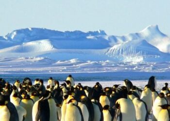 Antarktida skelbia atranką 2026-iesiems: atlyginimas virš 40 tūkst. € per metus ir jokių išlaidų