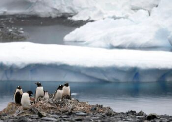 Antarktida tirpsta sparčiau nei manyta: mokslininkai perspėja apie pavojingas pasekmes