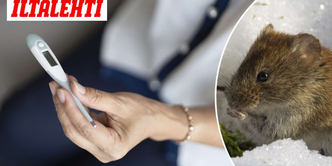 Pavojingas pelių platinamas virusas kelia nerimą: įspėja apie pirmuosius simptomus