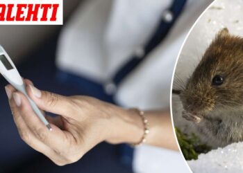 Pavojingas pelių platinamas virusas kelia nerimą: įspėja apie pirmuosius simptomus