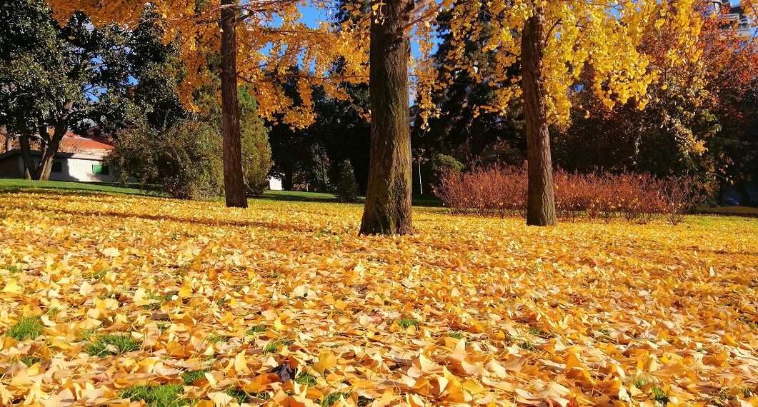 Ar rudenį dar pjauti žolę ir grėbti lapus? Daržininkai pataria, ko nedaryti