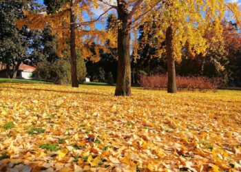 Ar rudenį dar pjauti žolę ir grėbti lapus? Daržininkai pataria, ko nedaryti