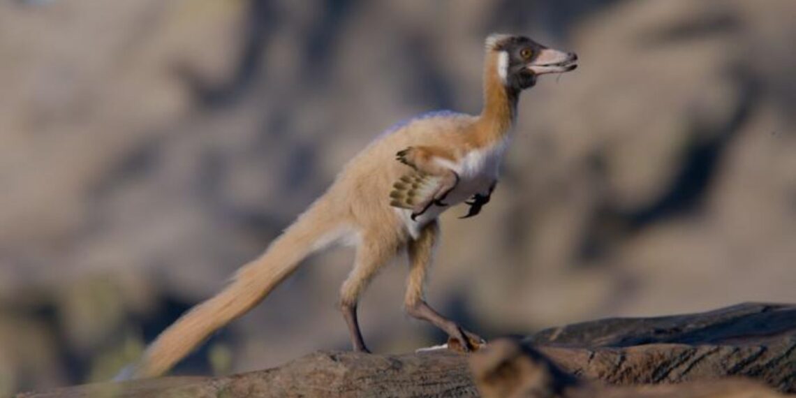 Argentinoje aptiktas stulbinantis radinys: 90 mln. metų paukštį primenančio mini dinozauro griaučiai