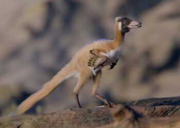 Argentinoje aptiktas stulbinantis radinys: 90 mln. metų paukštį primenančio mini dinozauro griaučiai