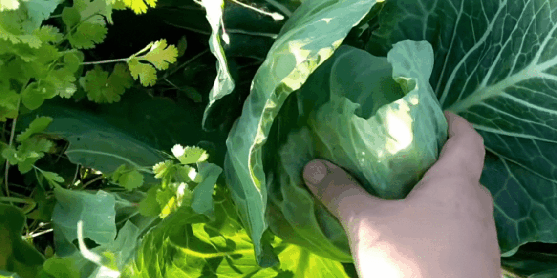 Daržo sezono startas: 3 ankstyvųjų kopūstų hibridai, kuriuos verta išbandyti