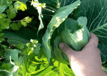 Daržo sezono startas: 3 ankstyvųjų kopūstų hibridai, kuriuos verta išbandyti