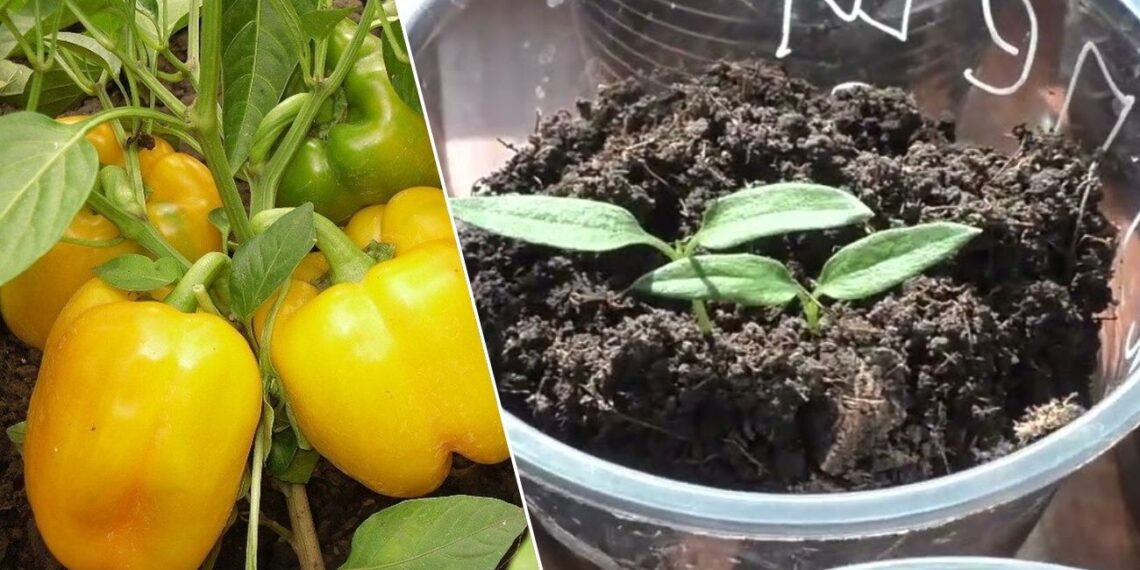 Atradau 1 triuką prieš sėją: paprasta gudrybė, dėl kurios paprika sudygsta 5 dienomis greičiau