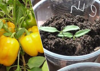 Atradau 1 triuką prieš sėją: paprasta gudrybė, dėl kurios paprika sudygsta 5 dienomis greičiau