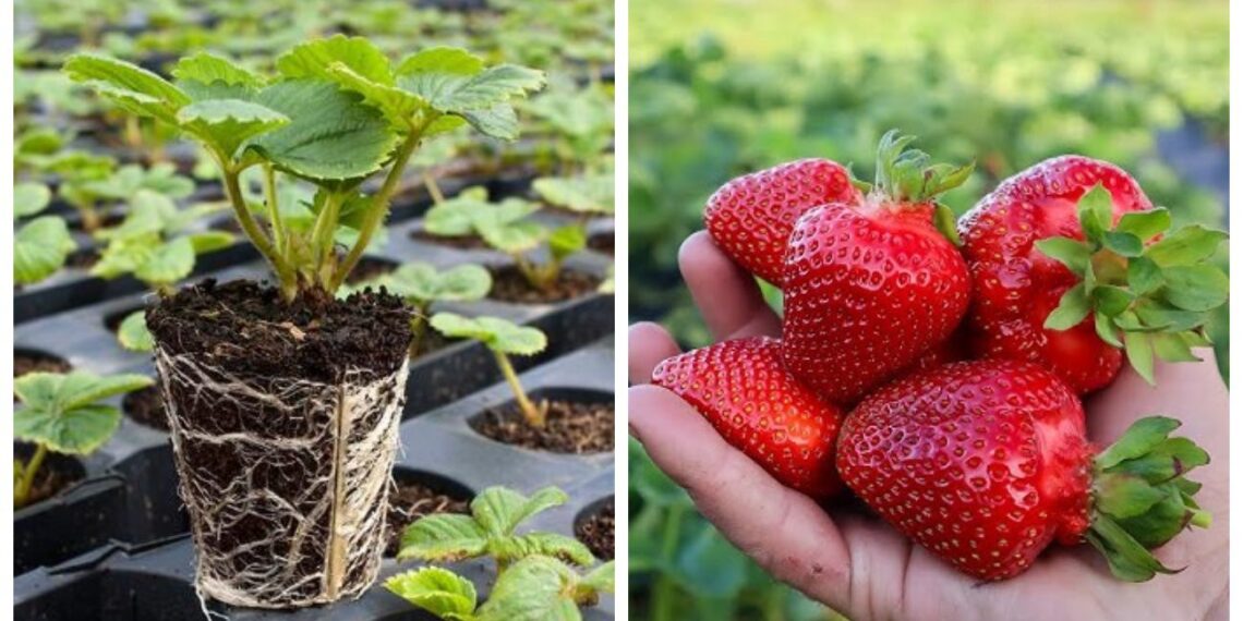 Atradau 2026 m. „stebuklingą“ braškių veislę: eilės milžiniškos, uogos saldžios lyg medus