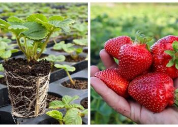 Atradau 2026 m. „stebuklingą“ braškių veislę: eilės milžiniškos, uogos saldžios lyg medus