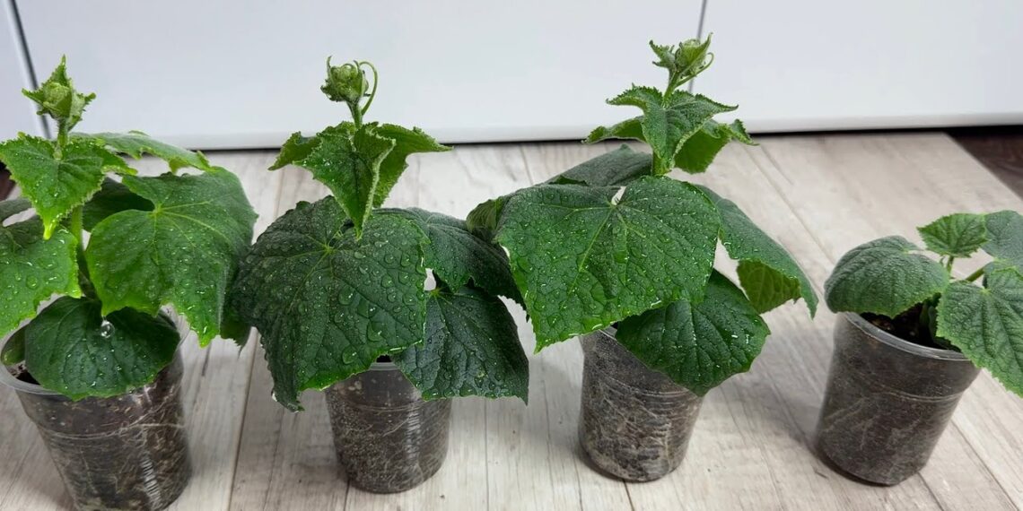 Atradau tobulą dieną agurkų daigams sėti: paprasta formulė atnešė gausų derlių