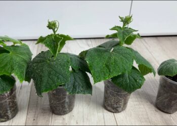 Atradau tobulą dieną agurkų daigams sėti: paprasta formulė atnešė gausų derlių