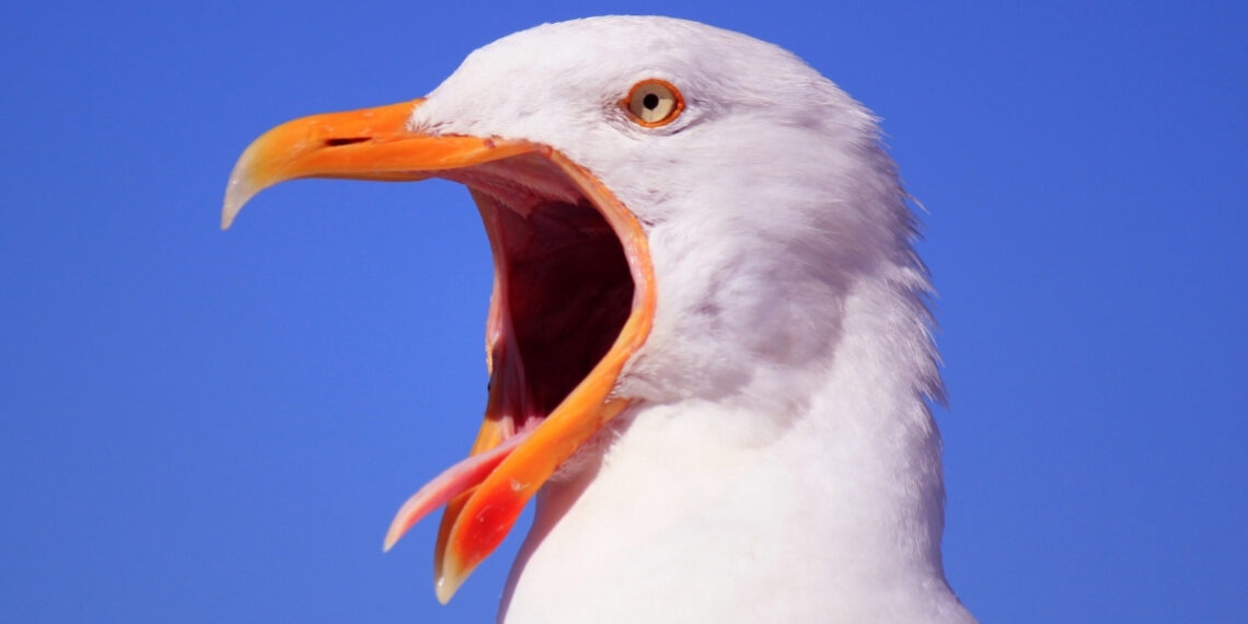 Paukščiai ir imperija: netikėta paslaptis apie vieną galingiausių Peru karalysčių