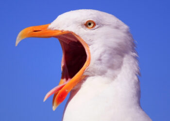 Paukščiai ir imperija: netikėta paslaptis apie vieną galingiausių Peru karalysčių