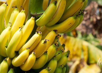 Bananuose aptikta švino: naujas tyrimas įspėja apie galimą pavojų vaikų smegenims