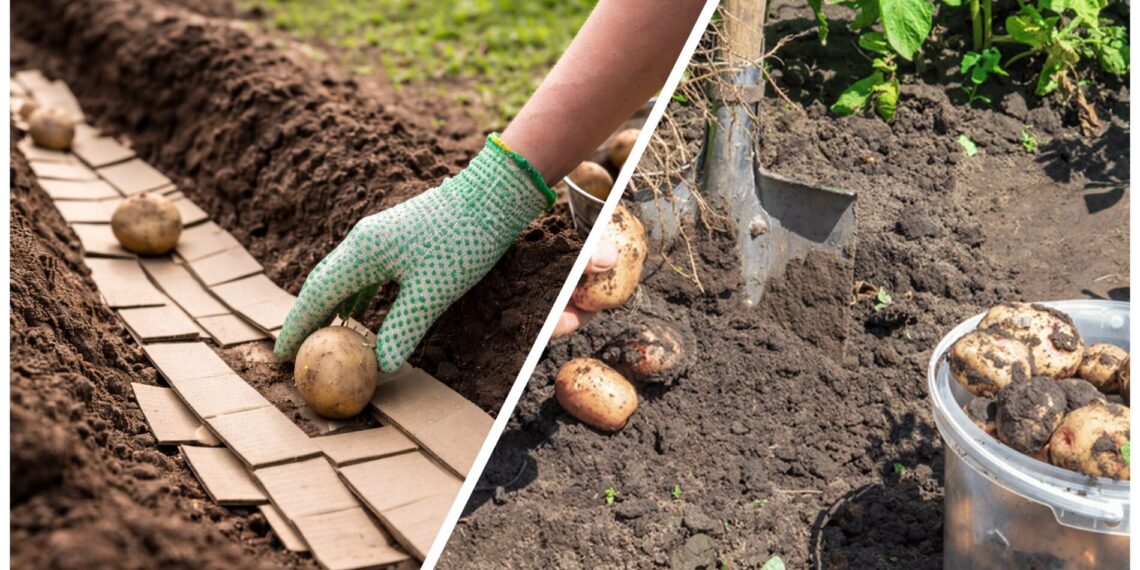 Paprastas triukas sodinant bulves: kartonas gali pagerinti dirvos struktūrą