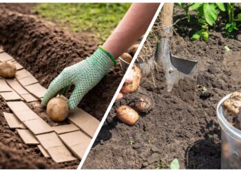 Paprastas triukas sodinant bulves: kartonas gali pagerinti dirvos struktūrą