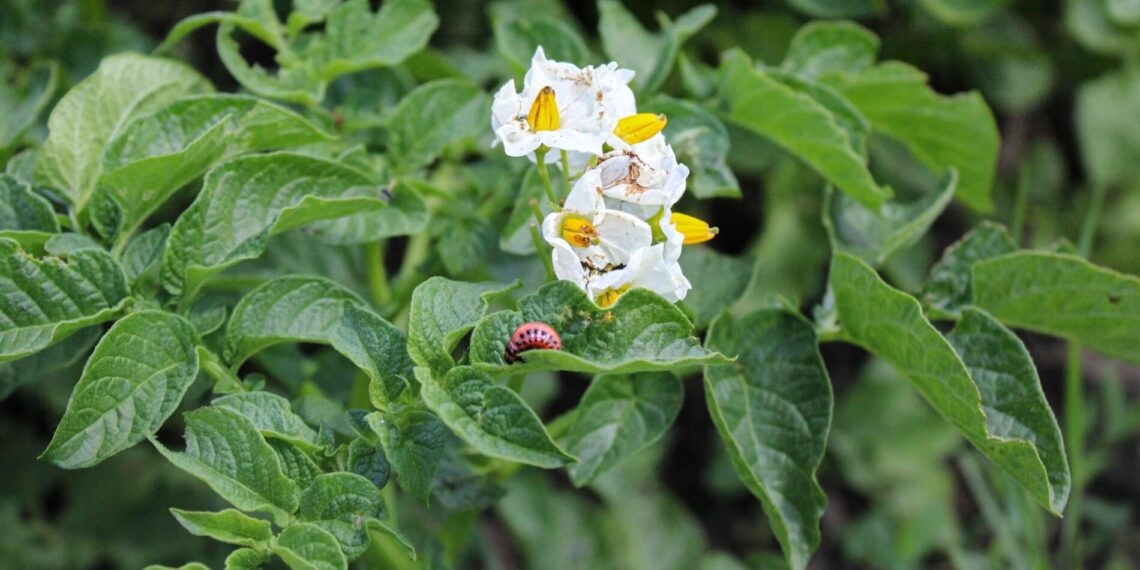 Bulves nuo kolorado vabalų saugo senas triukas, naudojamas dar nuo 1977-ųjų