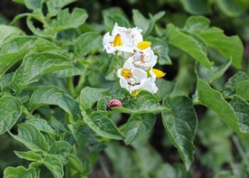Bulves nuo kolorado vabalų saugo senas triukas, naudojamas dar nuo 1977-ųjų