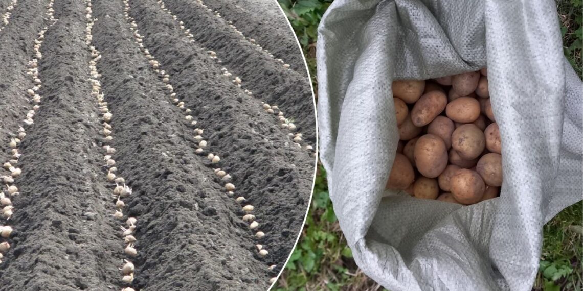 Darote šią klaidą prieš sodindami bulves? Štai kaip išauginti iki 17 gumbų iš krūmo