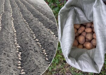 Darote šią klaidą prieš sodindami bulves? Štai kaip išauginti iki 17 gumbų iš krūmo