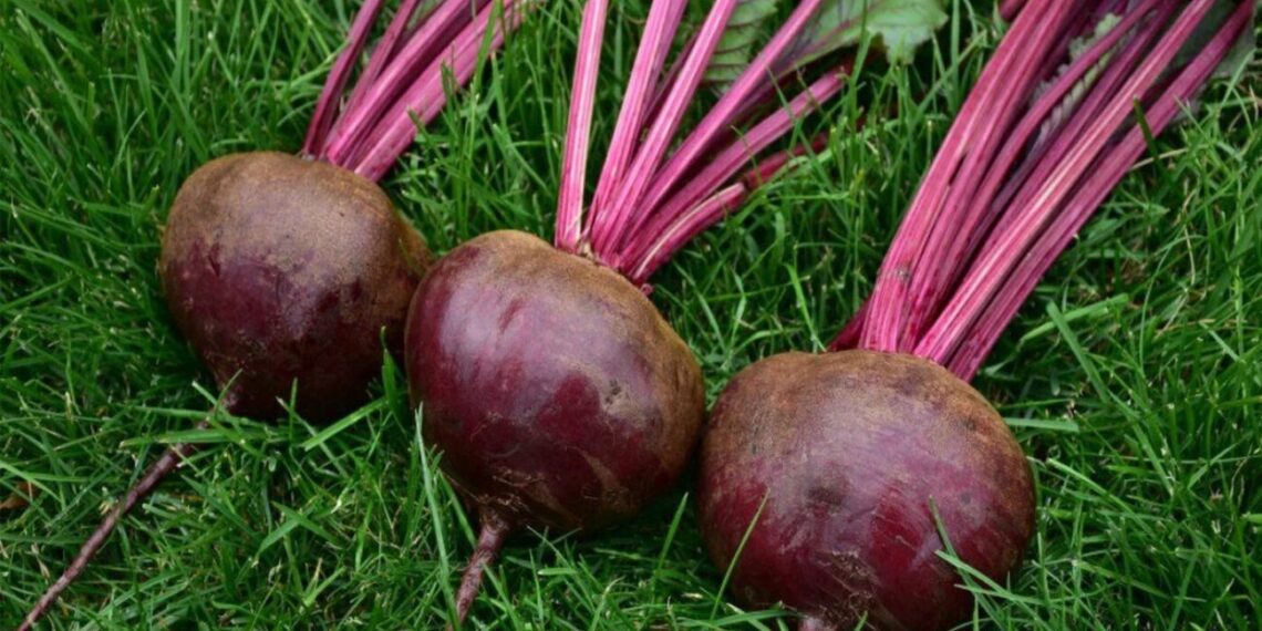 Trys burokėlių hibridai, leidžiantys užauginti stambų derlių be sudėtingos priežiūros