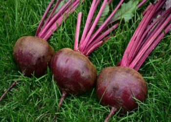 Trys burokėlių hibridai, leidžiantys užauginti stambų derlių be sudėtingos priežiūros