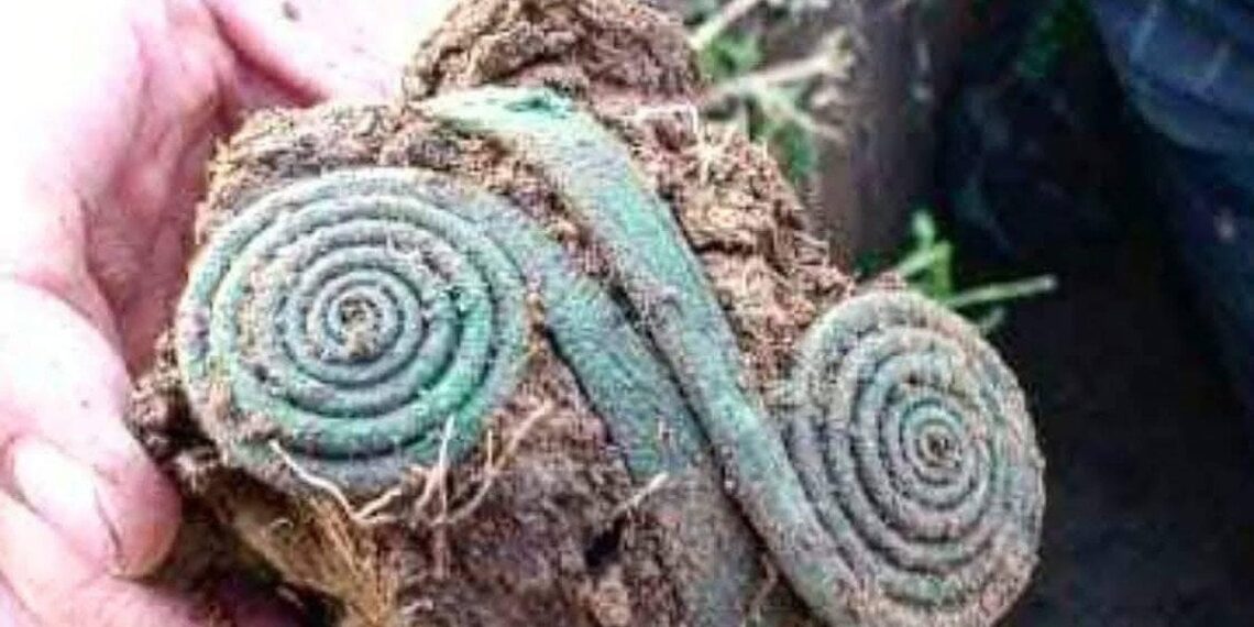 Čekijoje ieškodami pamestų raktų aptiko milžinišką bronzos amžiaus lobį