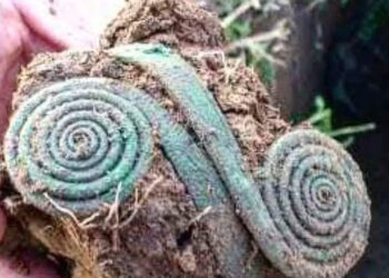 Čekijoje ieškodami pamestų raktų aptiko milžinišką bronzos amžiaus lobį