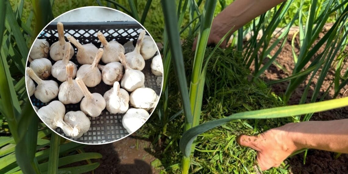 Po česnakų derliaus – svarbus žingsnis: agronomai įvardijo geriausią augalą