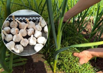 Po česnakų derliaus – svarbus žingsnis: agronomai įvardijo geriausią augalą