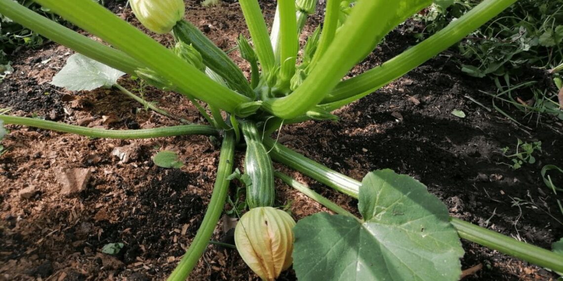 Norite daugiau cukinijų? Ši liepos gudrybė stiprina krūmus ir didina derlių