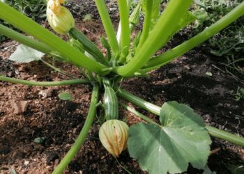 Norite daugiau cukinijų? Ši liepos gudrybė stiprina krūmus ir didina derlių