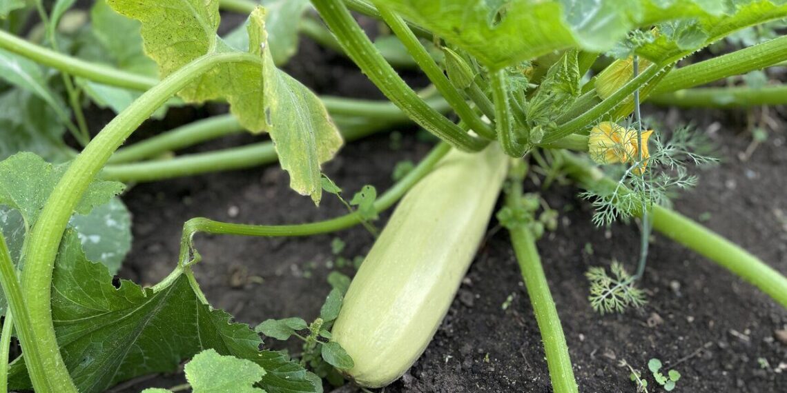 Cukinijos sudygsta vienodai ir be tarpų: prieš sėją su sėklomis darau vieną stebuklingą triuką