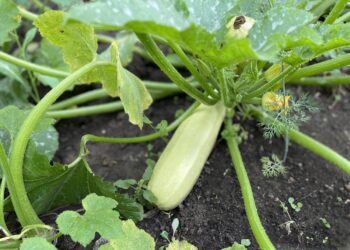 Cukinijos sudygsta vienodai ir be tarpų: prieš sėją su sėklomis darau vieną stebuklingą triuką