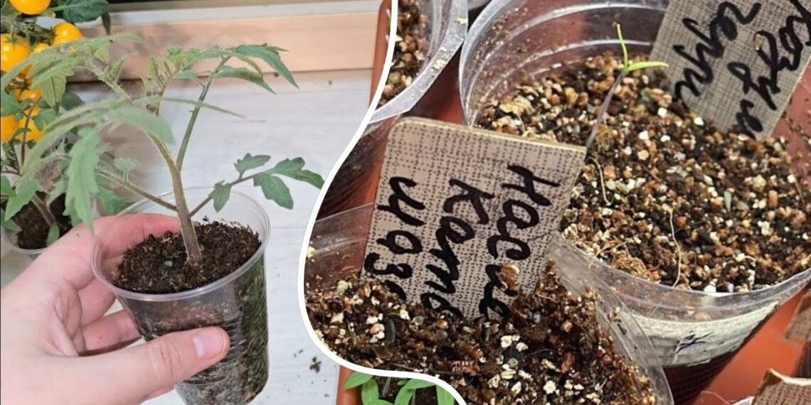 Paprastas sprendimas silpniems daigams: stiebai ima storėti be vargo