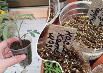 Paprastas sprendimas silpniems daigams: stiebai ima storėti be vargo