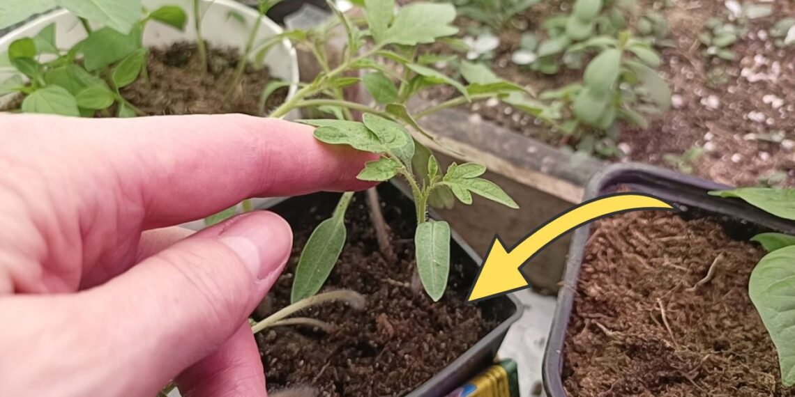 Daigai neauga? Šis paprastas rytinis veiksmas per 3 dienas padaro stebuklą