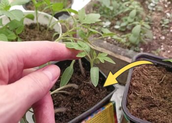 Daigai neauga? Šis paprastas rytinis veiksmas per 3 dienas padaro stebuklą