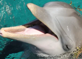 Ar jau galėsime suprasti savo augintinius? DI mokosi „versti“ gyvūnų kalbą