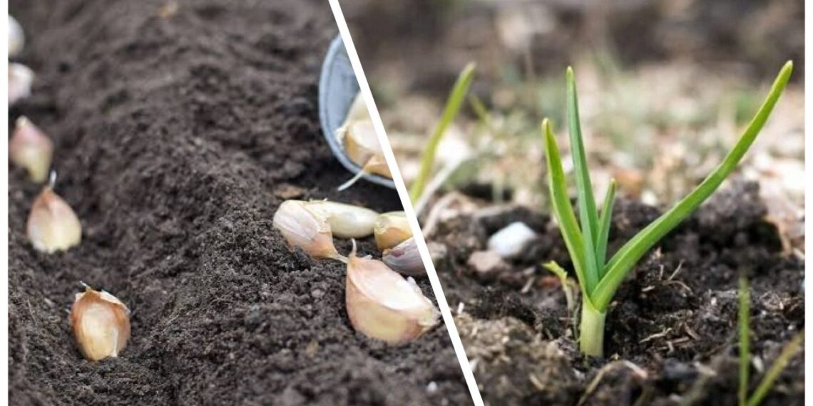 Neskubėkite panikuoti: pasodintas česnakas pirmiausia leidžia šaknis, o ne daigus